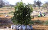 توزیع نهال رایگان بین کیشوندان در روز درختکاری