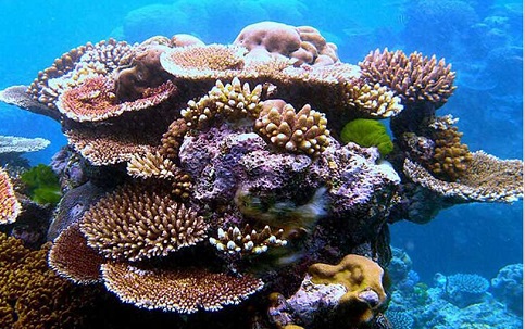 ساخت زیستگاه های مصنوعی در آب های مرجانی کیش آغاز شد