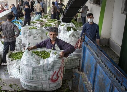 عقد قرارداد با 30 کارخانه برای خرید برگ سبز چای